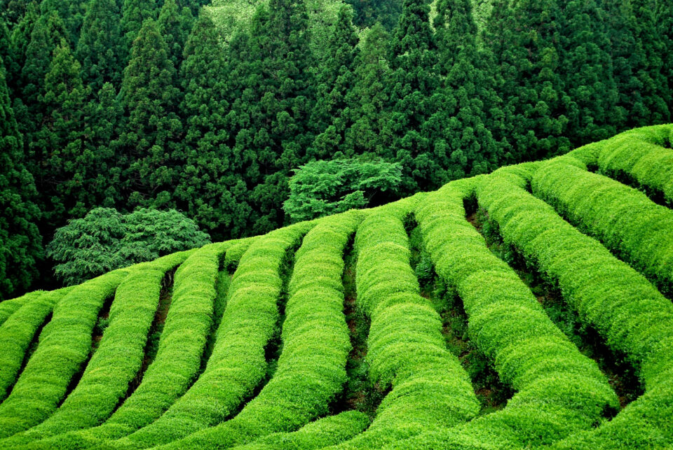green-tea-plantation-south-east-asia (1)